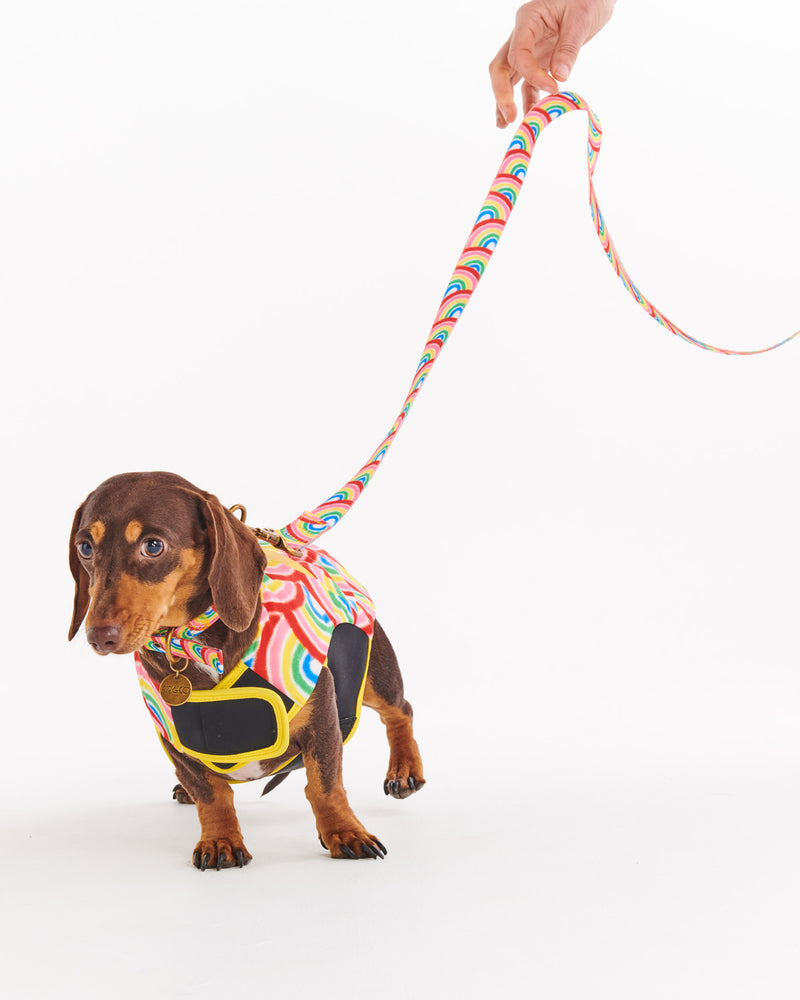 Rainbow Spray Dog Jacket